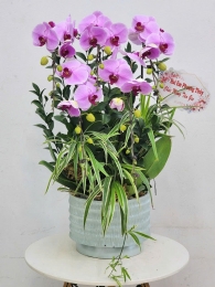 Chậu cây lan hồ điệp MS695