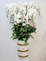 Chậu cây lan hồ điệp MS717