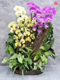 Chậu cây lan hồ điệp MS643