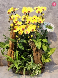 Chậu cây lan hồ điệp MS645