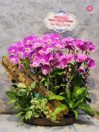 Chậu cây lan hồ điệp MS646