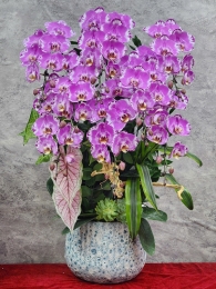 Chậu cây lan hồ điệp GN MS 06