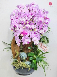 Chậu cây lan hồ điệp MS693