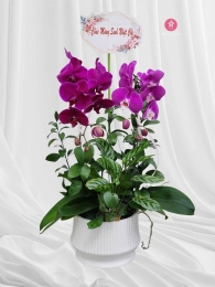 Chậu cây lan hồ điệp MS702