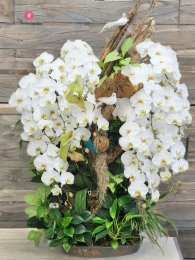 Chậu cây lan hồ điệp MS699