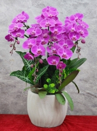 Chậu cây lan hồ điệp GN MS 13