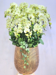 Chậu cây lan hồ điệp MS696