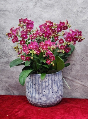 Chậu lan hồ điệp GN MS62