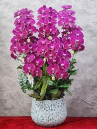Chậu cây lan hồ điệp GN MS 04