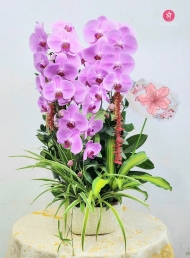 Chậu cây lan hồ điệp MS692