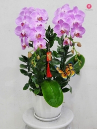 Chậu cây lan hồ điệp MS701