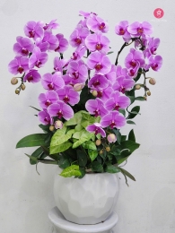 Chậu cây lan hồ điệp MS698