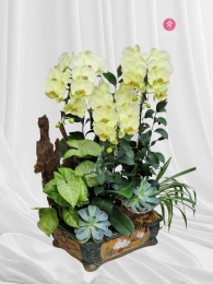 Chậu cây lan hồ điệp MS704