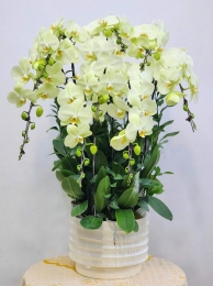 Chậu cây lan hồ điệp MS703