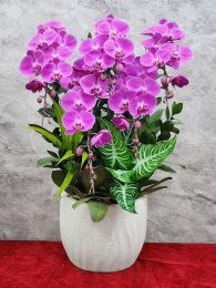 Chậu cây lan hồ điệp GN MS 11