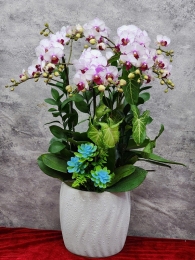 Chậu cây lan hồ điệp GN MS 30