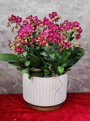Chậu lan hồ điệp GN MS63