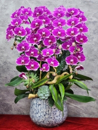 Chậu cây lan hồ điệp GN MS 02