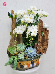 Chậu cây lan hồ điệp MS690