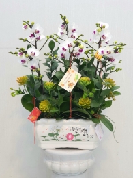 Chậu cây lan hồ điệp MS0306.218