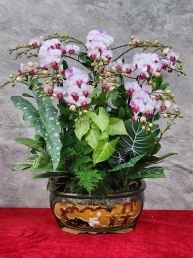Chậu cây lan hồ điệp GN MS 24