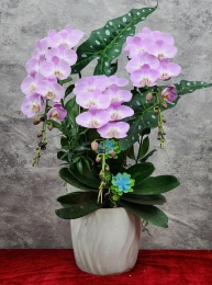 Chậu cây lan hồ điệp GN MS 29