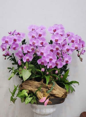 Chậu cây lan hồ điệp MS640