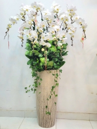 Chậu cây lan hồ điệp MS705