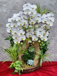 Chậu cây lan hồ điệp GN MS 05