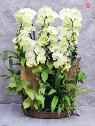 Chậu cây lan hồ điệp MS642