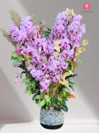 Chậu cây lan hồ điệp MS700