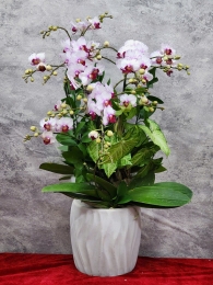 Chậu cây lan hồ điệp GN MS 19