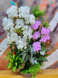 Chậu cây lan hồ điệp MS671