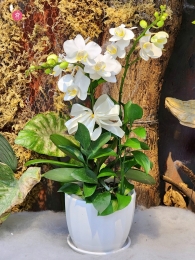 Chậu cây lan hồ điệp MS648