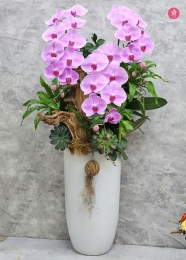 Chậu cây lan hồ điệp MS641