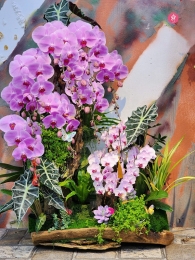 Chậu cây lan hồ điệp MS650