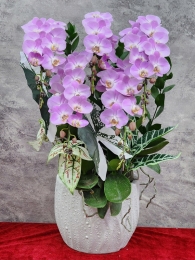 Chậu cây lan hồ điệp GN MS 32