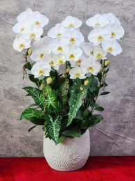 Chậu cây lan hồ điệp GN MS 18