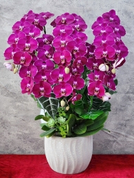 Chậu cây lan hồ điệp GN MS 03