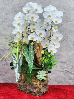 Chậu lan hồ điệp GN MS46