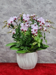 Chậu cây lan hồ điệp GN MS 31