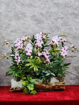 Chậu lan hồ điệp GN MS47