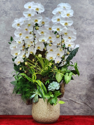 Chậu lan hồ điệp GN MS45