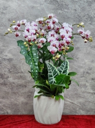 Chậu cây lan hồ điệp GN MS 21