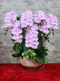Chậu cây lan hồ điệp GN MS 33