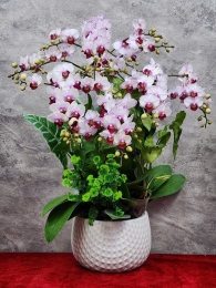 Chậu cây lan hồ điệp GN MS 20