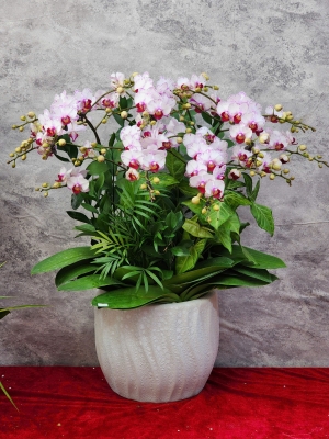 Chậu cây lan hồ điệp GN MS 31