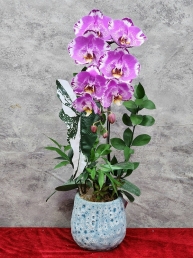 Chậu cây lan hồ điệp GN MS 33