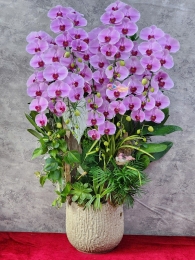 Chậu cây lan hồ điệp GN MS 01