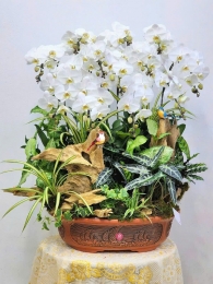 Chậu cây lan hồ điệp MS694